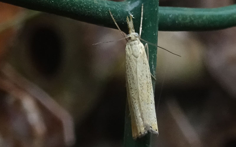 Agriphila straminella - Crambidae